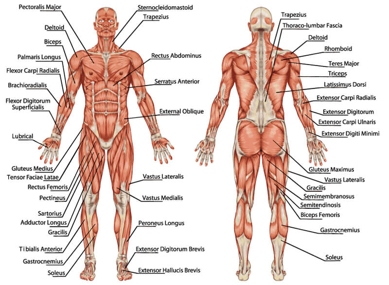 Aperçu des muscles  Apprentissage de l'anatomie musculaire