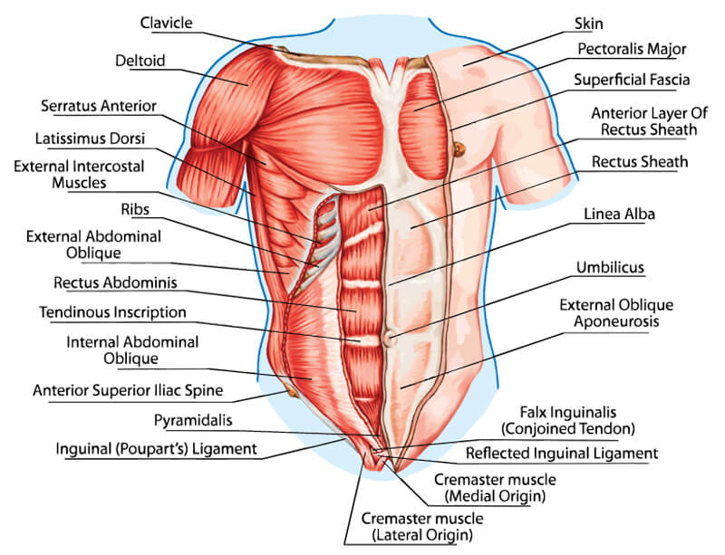 Anatomie des abdominaux