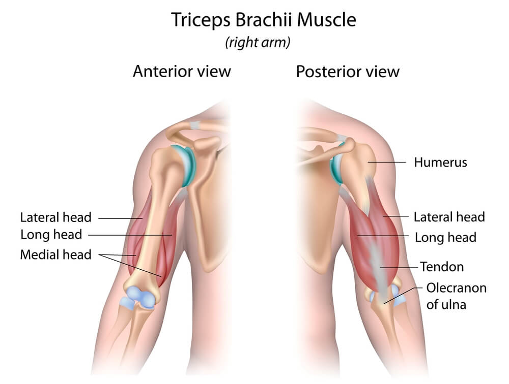 Anatomie des triceps